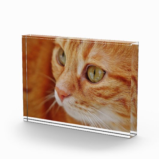 Foto van de kattenstolling (Rechts)