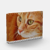 Foto van de kattenstolling (Links)