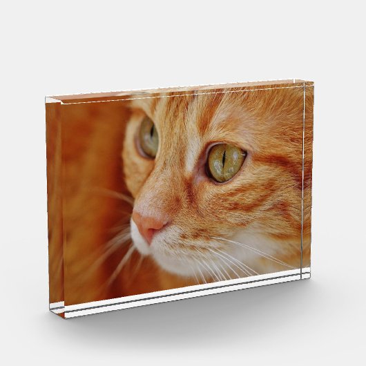 Foto van de kattenstolling (Links)