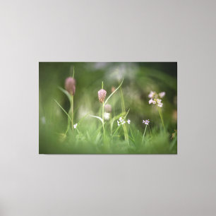 Foto van de kauwbloem Natuur Canvas Afdruk