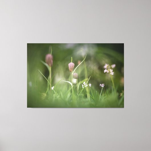 Foto van de kauwbloem Natuur Canvas Afdruk (Voorkant)