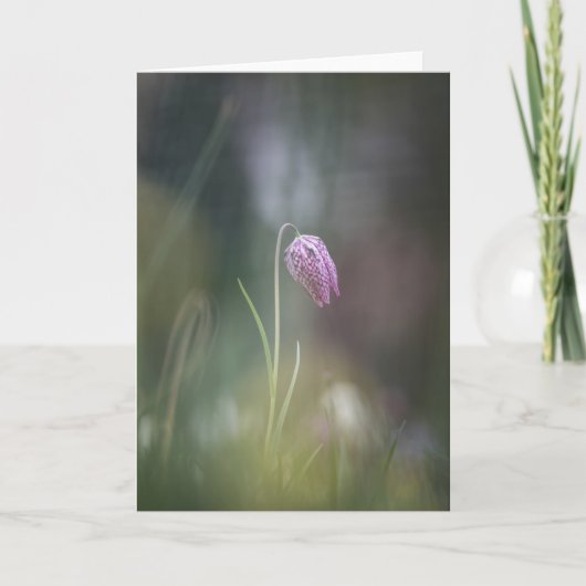 Foto van de kauwbloem Natuur Kaart (Voorkant)