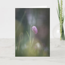 Foto van de kauwbloem Natuur Kaart