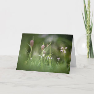 Foto van de kauwbloem Natuur Kaart