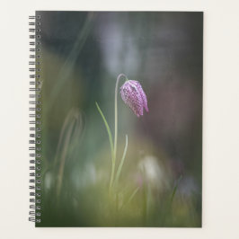 Foto van de kauwbloem Natuur Planner