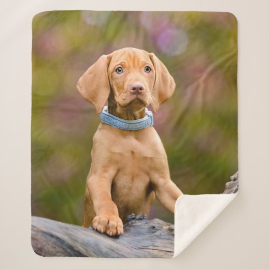 Foto van de luidop in het Hongaars Vizsla Dog ... Sherpa Deken (Voorkant)