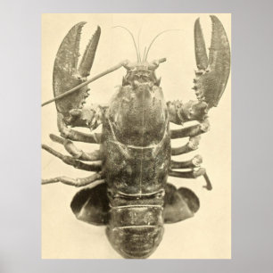 Foto van de  Maine Lobster (1895) 2 Poster