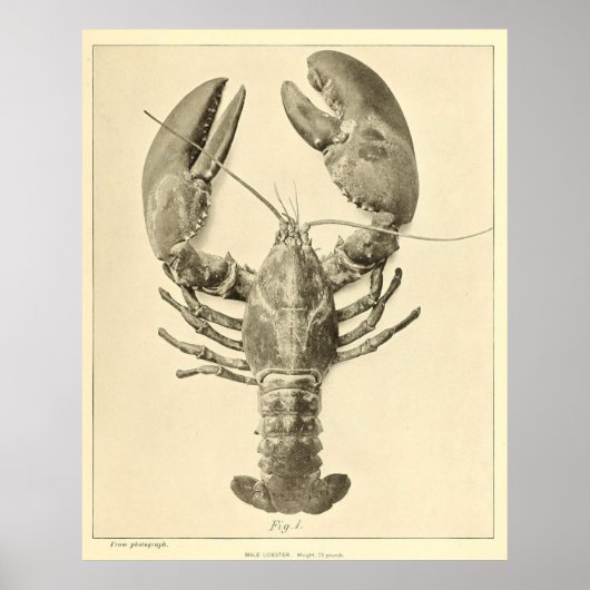 Foto van de  Maine Lobster (1895) Poster (Voorkant)
