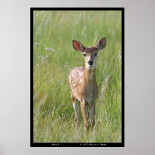 Foto van de natuur "Fawn 1"-: foto van herten met  Poster