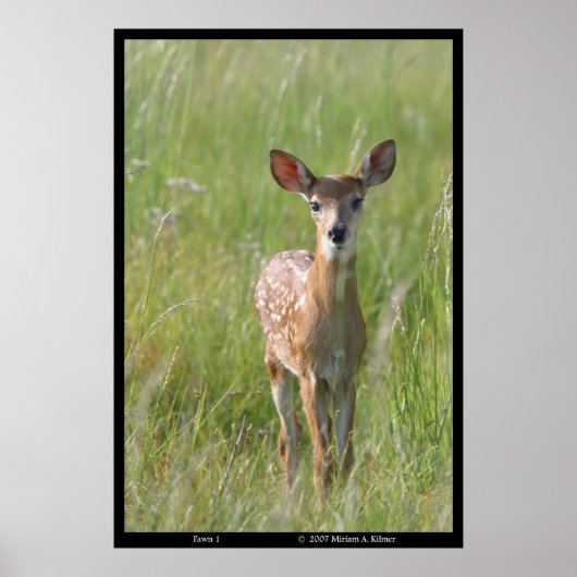 Foto van de natuur "Fawn 1"-: foto van herten met  Poster (Voorkant)