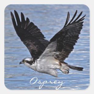 Foto van de Natuur "Flying Fish Eagle Osprey" Vierkante Sticker