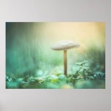 Foto van de Natuur van de paddenstoel
