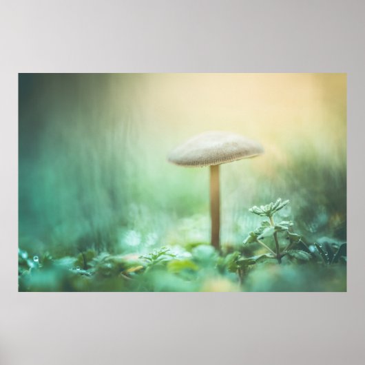Foto van de Natuur van de paddenstoel Poster (Voorkant)
