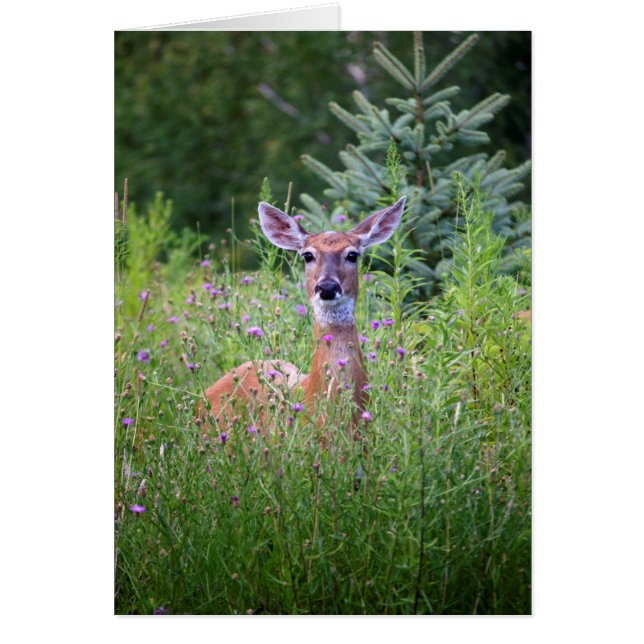 Foto van de natuur van Deer en bloemen (Voorkant)