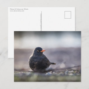 Foto van de natuur van zwarte vogelsoorten briefkaart