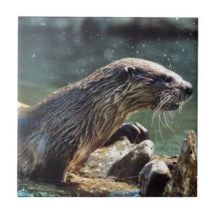 Foto van de Otter Animal-lover van het wild Tegeltje