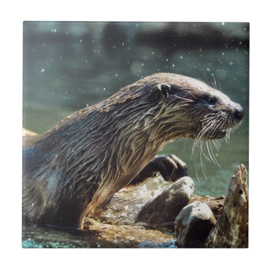 Foto van de Otter Animal-lover van het wild Tegeltje (Voorkant)