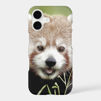 Foto van de rode panda, panda roux, dieren.