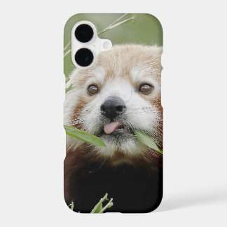 Foto van de rode panda, panda roux, dieren.