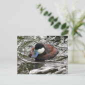 Foto van de rosse stekelstaart Bedankt Briefkaart (Staand voorkant)