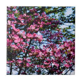 Foto van de roze bloeiende hondhout tegeltje