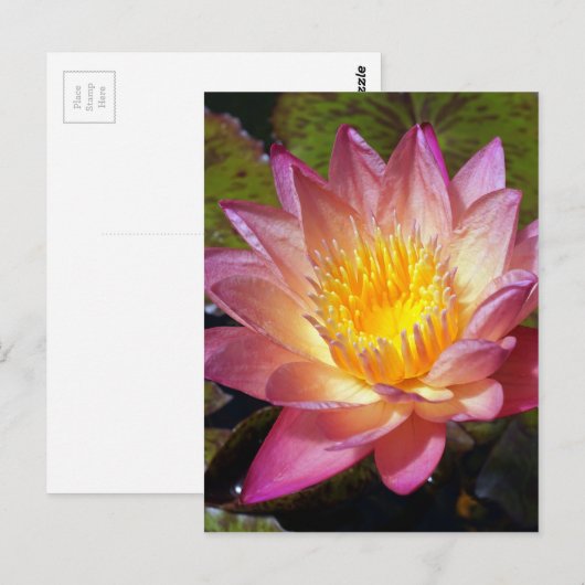 Foto van de roze waterLily Briefkaart (Voorkant / Achterkant)