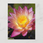 Foto van de roze waterLily Briefkaart (Voorkant)