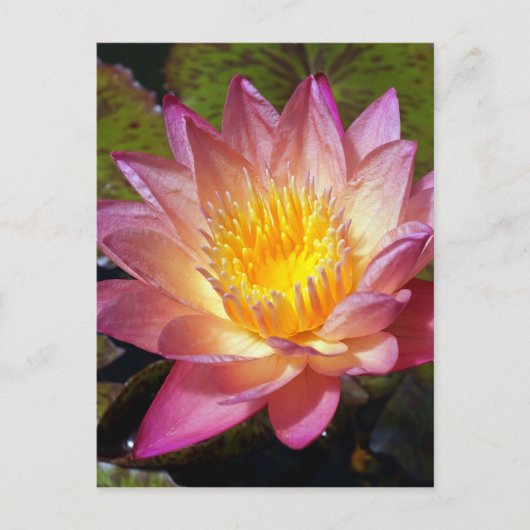 Foto van de roze waterLily Briefkaart (Voorkant)