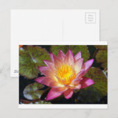 Foto van de roze waterLily Briefkaart (Voorkant / Achterkant)