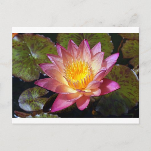 Foto van de roze waterLily Briefkaart (Voorkant)