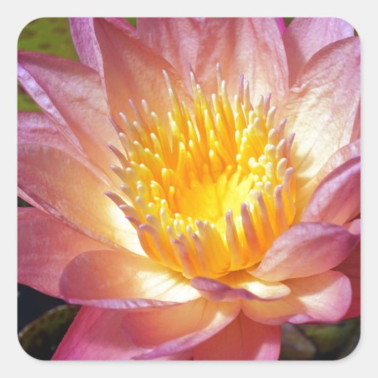 Foto van de roze waterLily Vierkante Sticker (Voorkant)