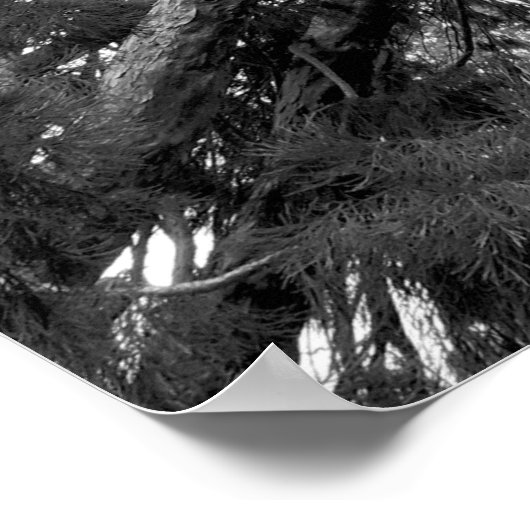 Foto van de sequoiaboom poster (Hoek)