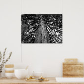 Foto van de sequoiaboom poster (Keuken)