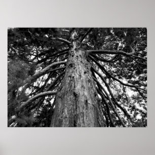 Foto van de sequoiaboom poster