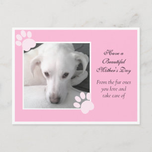 Foto van de unieke witte dog roze Moederdag Briefkaart