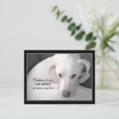 Foto van de unieke witte labrador reever Mix Dog P Briefkaart (Staand voorkant)