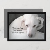 Foto van de unieke witte labrador reever Mix Dog P Briefkaart (Voorkant / Achterkant)