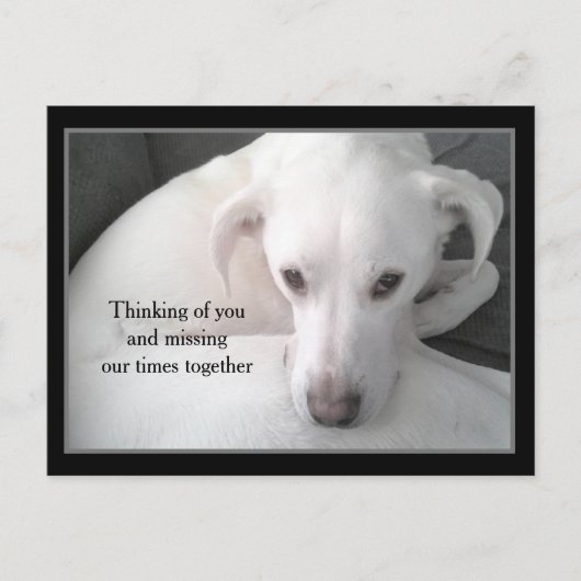 Foto van de unieke witte labrador reever Mix Dog P Briefkaart (Voorkant)