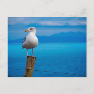 Foto van de zittende vogel briefkaart