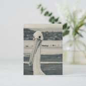 Foto van de zwarte en witte Pelican Briefkaart (Staand voorkant)