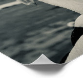 Foto van de zwarte en witte Pelican Poster (Hoek)