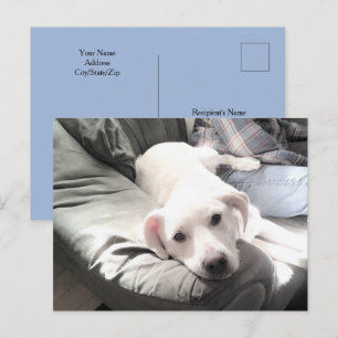 Foto van Dog Sitting Next to Best Friend Blue Briefkaart