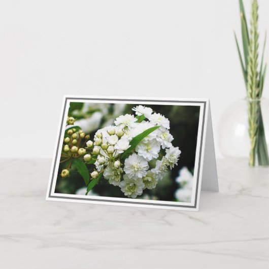 Foto van Double Bridal Wreath Spirea Kaart (Voorkant)