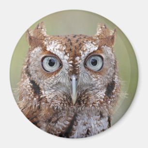 Foto van Eastern Screech Owl Magneet