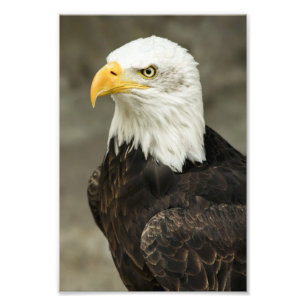 Foto van een Amerikaanse Zeearend Afdruk