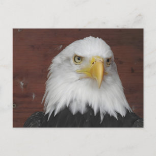 Foto van een arend genomen in Dubuque, Iowa Briefkaart