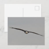 Foto van een arend genomen in Dubuque, Iowa Briefkaart (Voorkant / Achterkant)