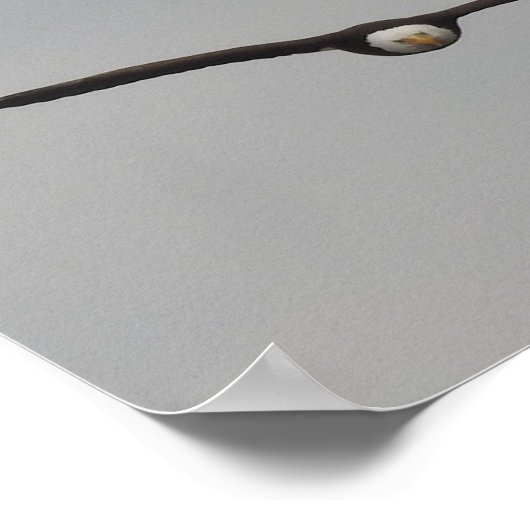 Foto van een arend genomen in Dubuque, Iowa Poster (Hoek)