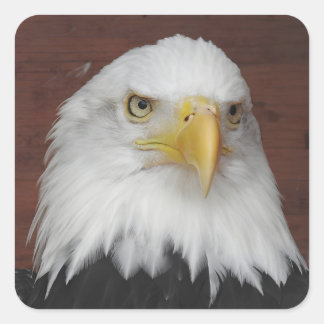 Foto van een arend genomen in Dubuque, Iowa Vierkante Sticker