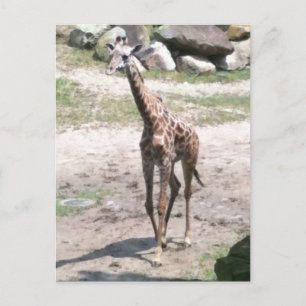 Foto van een baby giraffe die in natuur briefkaart
